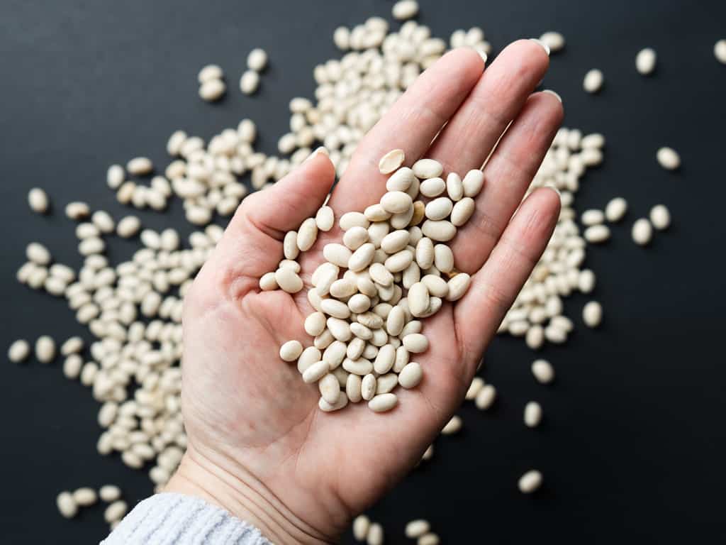 dried navy beans in hand